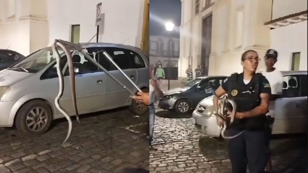 Mariana: cobra em porta de carro na Praça da Sé é retirada em segurança por guarda bióloga