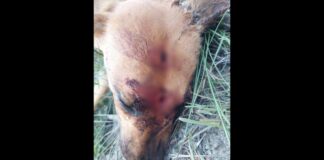 Covardia: cadela que era cuidada por voluntários é morta a tiros e facada em Ouro Branco Covardia: cadela que era cuidada por voluntários é morta a tiros e facada em Ouro Branco