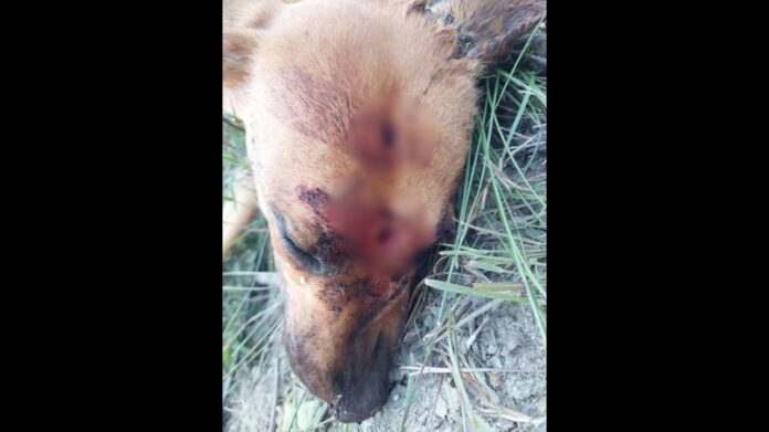 Covardia: cadela que era cuidada por voluntários é morta a tiros e facada em Ouro Branco