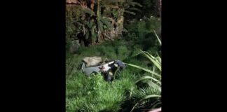 Itabirito: caminhonete perde freio e cai em ribanceira no bairro Santa Tereza Itabirito: caminhonete perde freio e cai em ribanceira no bairro Santa Tereza