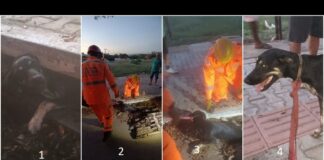 MG: cão entra em rede de água, fica preso em boca de lobo e bombeiros são acionados MG: cão entra em rede de água, fica preso em boca de lobo e bombeiros são acionados