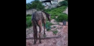 Égua cai em brejo, fica por mais de 24h e é resgatada por bombeiros de Conselheiro Lafaiete Égua cai em brejo, fica por mais de 24h e é resgatada por bombeiros de Conselheiro Lafaiete