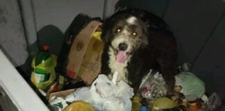 Cachorro abandonado é encontrado dentro de caçamba de lixo no bairro São José, em Itabirito