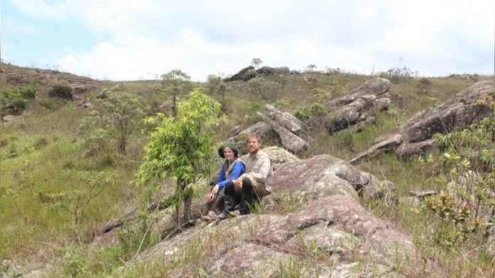 Ouro Preto: nova espécie de árvore é descoberta no Parque do Itacolomi e já está em risco de extinção