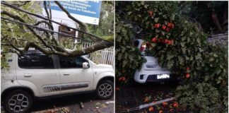 Itabirito: tronco de árvore cai em cima de carro estacionado Itabirito: tronco de árvore cai em cima de carro estacionado