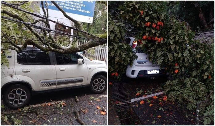 Itabirito: tronco de árvore cai em cima de carro estacionado