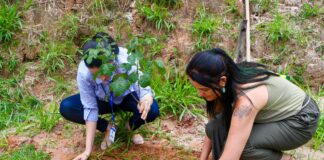 810 mudas de ipê amarelo foram plantadas ou doadas em Itabirito 810 mudas de ipê amarelo foram plantadas ou doadas em Itabirito
