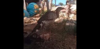 Cachoeira do Campo: moradora pede ajuda para recuperação de seriema com perna quebrada Cachoeira do Campo: moradora pede ajuda para recuperação de seriema com perna quebrada