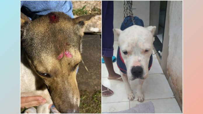 Um atropelado e outra com câncer: entidade de proteção animal de Itabirito pede ajuda para 2 cães