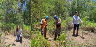 Herculano Mineração na “1ª Virada Ambiental” com plantio de ipês-amarelos em Itabirito Herculano Mineração na “1ª Virada Ambiental” com plantio de ipês-amarelos em Itabirito