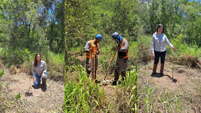 Herculano Mineração na “1ª Virada Ambiental” com plantio de ipês-amarelos em Itabirito