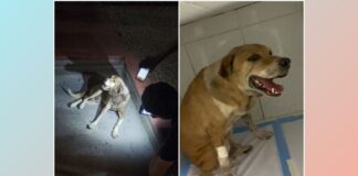 Ajude: cão ferido, com dor e abandonado é recolhido pelo Projeto Acolher de Itabirito; veja vídeo Ajude: cão ferido, com dor e abandonado é recolhido pelo Projeto Acolher de Itabirito; veja vídeo