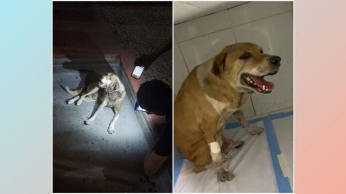 Ajude: cão ferido, com dor e abandonado é recolhido pelo Projeto Acolher de Itabirito; veja vídeo