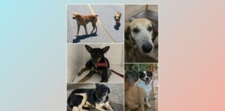 Em apenas 1 dia, Comissão de Proteção à Fauna atendeu 3 casos de maus-tratos a cães em Itabirito Em 1 dia, Comissão de Proteção à Fauna atendeu 3 casos de maus-tratos a cães em Itabirito