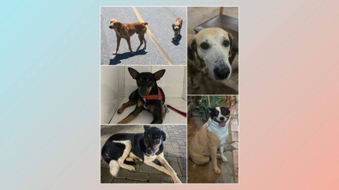 Em 1 dia, Comissão de Proteção à Fauna atendeu 3 casos de maus-tratos a cães em Itabirito