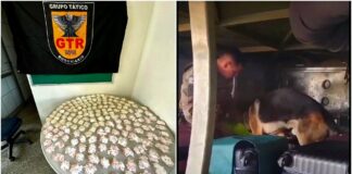 PMRv e Rocca: cão descobre 1.943 papelotes de cocaína com casal de Itabirito em ônibus da Cometa PMRv e Rocca: cão descobre 1.943 papelotes de cocaína com casal de Itabirito em ônibus da Cometa
