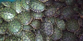 Operação da PRF resgata 746 filhotes de tartaruga com casal na BR-116