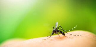 1ª vítima fatal da dengue em Itabirito em 2024: senhor de 72 anos morre após ficar internado em UTI 1ª vítima fatal da dengue em Itabirito em 2024: senhor de 72 anos morre após ficar internado em UTI