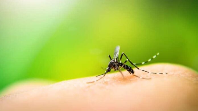 1ª vítima fatal da dengue em Itabirito em 2024: senhor de 72 anos morre após ficar internado em UTI