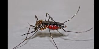 62 municípios mineiros estão em estado de emergência pela dengue; 20 mortes confirmadas