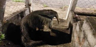Tamanduá é resgatada pelos bombeiros após ser avistada vagando na zona urbana de cidade mineira Tamanduá é resgatada pelos bombeiros após ser avistada vagando na zona urbana de cidade mineira