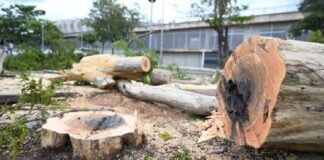 Prefeitura de Belo Horizonte inicia corte de árvores para sediar etapa da Stock Car no Mineirão