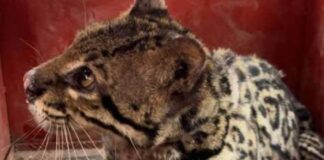 Minas Gerais: morador encontra filhote de jaguatirica dentro do galinheiro de sua casa