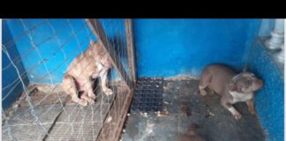 Casal é preso em flagrante, em MG, por abandonar 12 pit bulls Casal é preso em flagrante, em MG, por abandonar 12 pit bulls