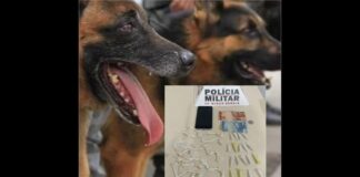 2 presos em Amarantina: cães da PM ajudam a pegar um traficante, o outro é contido por pit bull de sítio 2 presos em Amarantina: cães da PM ajudam a pegar um traficante, o outro foi contido por pit bull de sítio