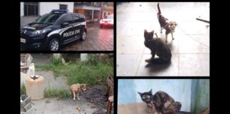 MG: homem é preso por abandonar cão e gatos acorrentados MG: homem é preso por abandonar cão e gatos acorrentados