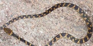 Monte Sinai, Itabirito: ao abrir o capô, dono de caminhonete encontra cobra no motor Cobra é encontrada em motor de caminhonete no bairro Monte Sinai, em Itabirito