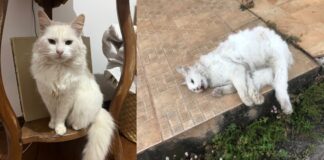 Itabirito: gata é morta com tiro de chumbinho no bairro Novo Santa Efigênia Itabirito: gata é morta com tiro de chumbinho no bairro Novo Santa Efigênia