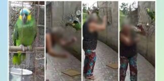 Itabirito: idosa joga com força no chão várias vezes gaiola em que papagaio estava preso Itabirito: idosa joga com força no chão várias vezes gaiola em que papagaio estava preso