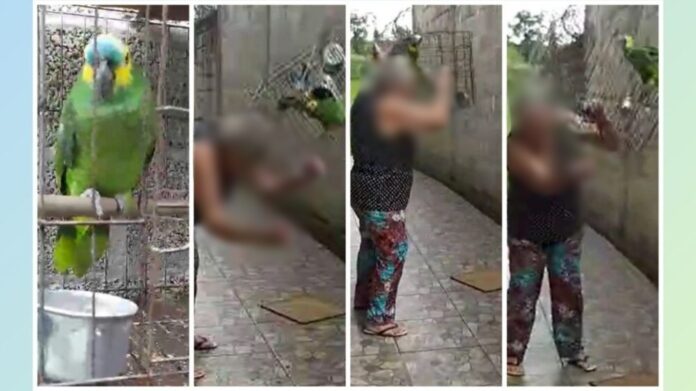 Itabirito: idosa joga com força no chão várias vezes gaiola em que papagaio estava preso