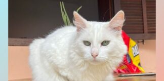 Itabirito: gata não morreu com tiro de chumbinho; “Movidos pela emoção cometemos erros”, diz tutor Itabirito: gata não morreu com tiro de chumbinho; “Movidos pela emoção cometemos erros”, diz tutor