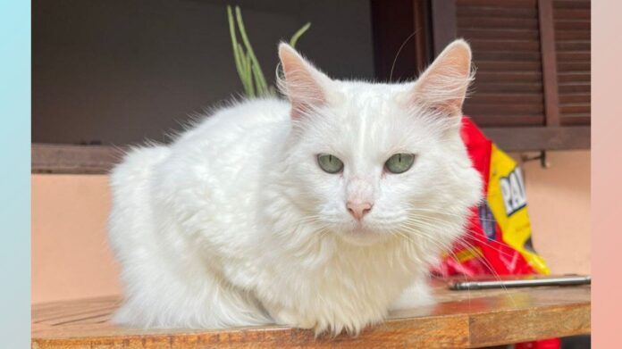 Itabirito: gata não morreu com tiro de chumbinho; “Movidos pela emoção cometemos erros”, diz tutor