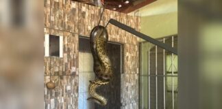 MG: sucuri de 2 metros é capturada no bojo de uma pia pelo Corpo de Bombeiros MG: sucuri de 2 metros é capturada no bojo de uma pia pelo Corpo de Bombeiros