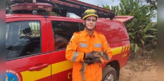 Corpo de Bombeiros resgatam filhote de Veado-Campeiro em Minas Gerais