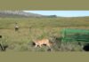 Minas Gerais: onça parda atropelada é reabilitada e devolvida à natureza Governo de Minas e Ibama reabilitam onça parda atropelada e a devolvem à natureza. Foto - Robson Santos / Sisema