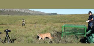 Minas Gerais: onça parda atropelada é reabilitada e devolvida à natureza Governo de Minas e Ibama reabilitam onça parda atropelada e a devolvem à natureza. Foto - Robson Santos / Sisema