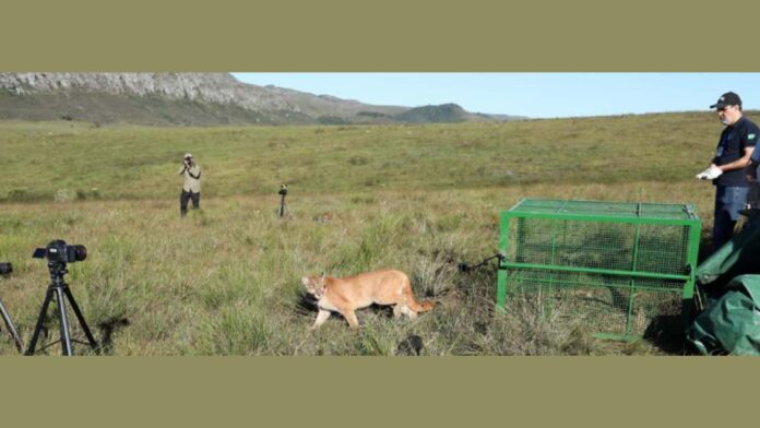 Governo de Minas e Ibama reabilitam onça parda atropelada e a devolvem à natureza. Foto - Robson Santos / Sisema