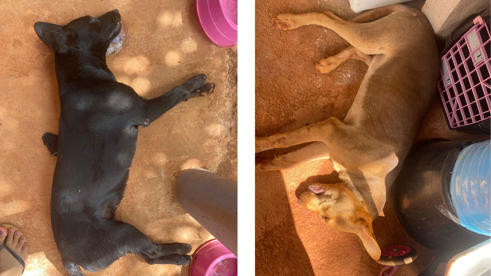 Itabirito: moradores denunciam envenenamento em cachorros de rua resgatados no bairro Portões