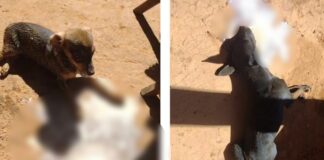 Itabirito: moradora denúncia envenenamento de cães e gatos em Acuruí Itabirito: moradora denúncia envenenamento de cães e gatos em Acuruí