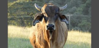 MG: homem morre após ser atacado por boi bravo de sua própria fazenda MG: homem morre após ser atacado por boi bravo de sua própria fazenda