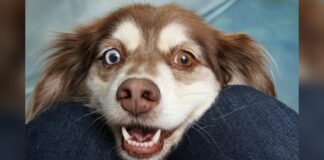 Cães e gatos: ONGs promovem mutirão de castração a preço social em Ouro Preto Cães e gatos: ONGs promovem mutirão de castração a preço social em Ouro Preto