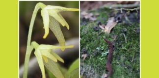 Conheça a orquídea que só há em Ouro Branco e invertebrado motivo da criação do Tripuí de Ouro Preto Conheça a orquídea que só há em Ouro Branco e invertebrado motivo da criação do Tripuí de Ouro Preto