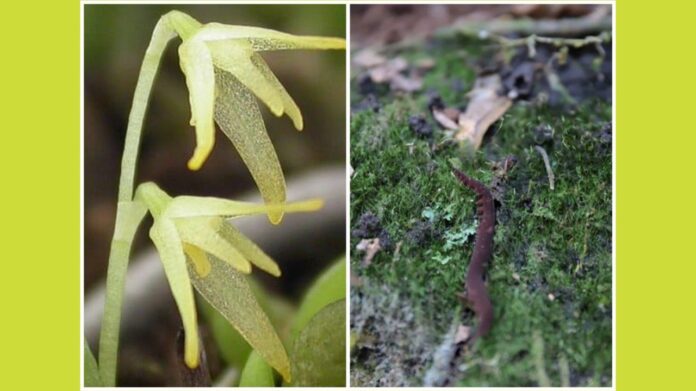 Conheça a orquídea que só há em Ouro Branco e invertebrado motivo da criação do Tripuí de Ouro Preto