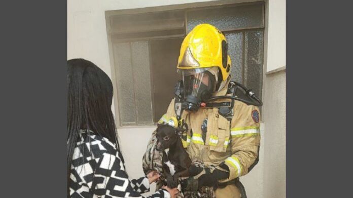 Cãozinho se esconde em quarto durante incêndio e é salvo por bombeiros, em Conselheiro Lafaiete