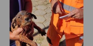 MG: filhote de cachorro se mete em tubulação e bombeiros precisam salvá-lo MG: filhote de cachorro se mete em tubulação e bombeiros precisam salvá-lo