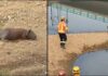 Lixo na natureza: continuam trabalhos para retirar câmara presa em pescoço de capivara, em MG Lixo na natureza: continuam trabalhos para retirar câmara presa em pescoço de capivara, em MG